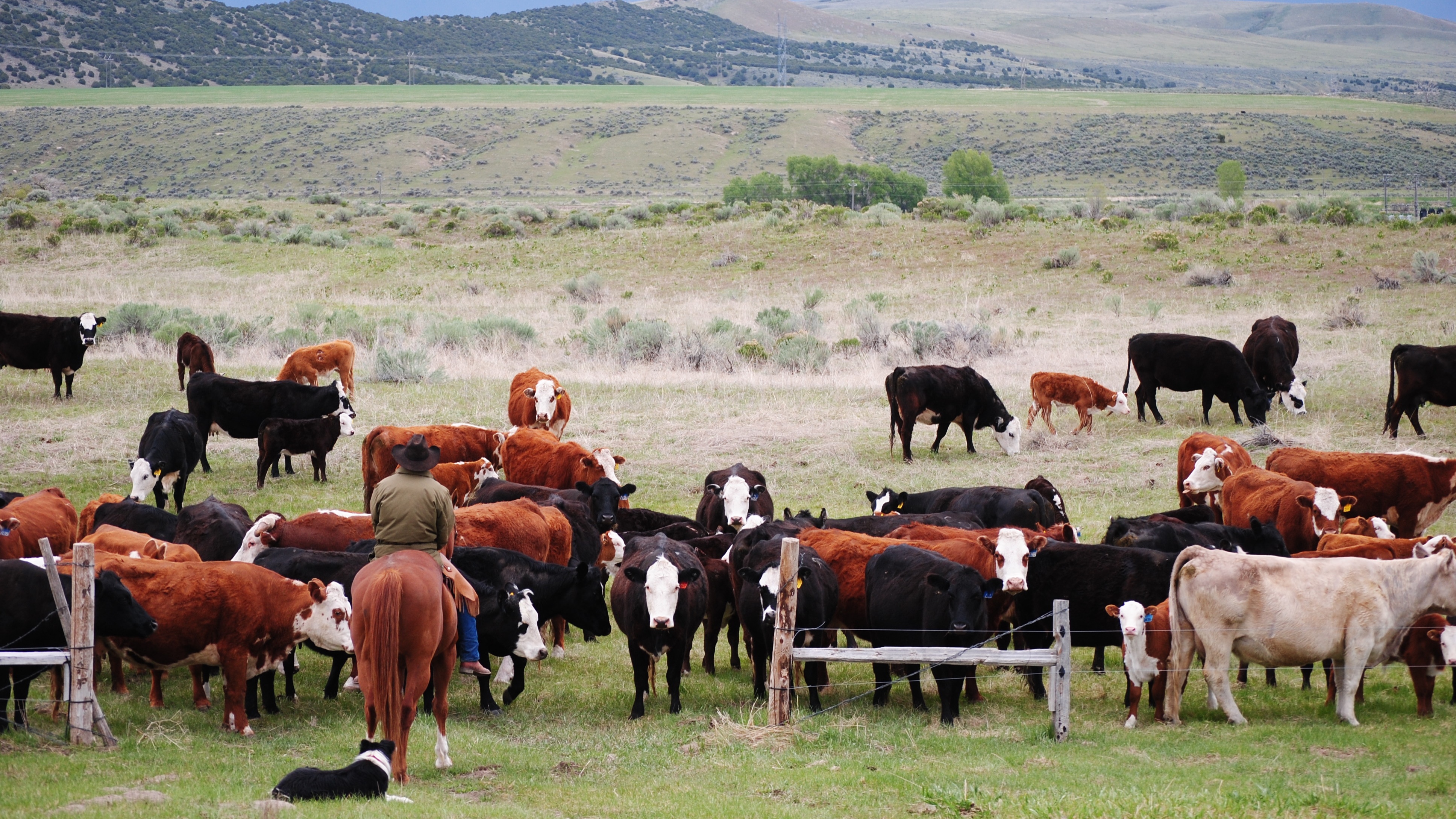 Gathering Cattle