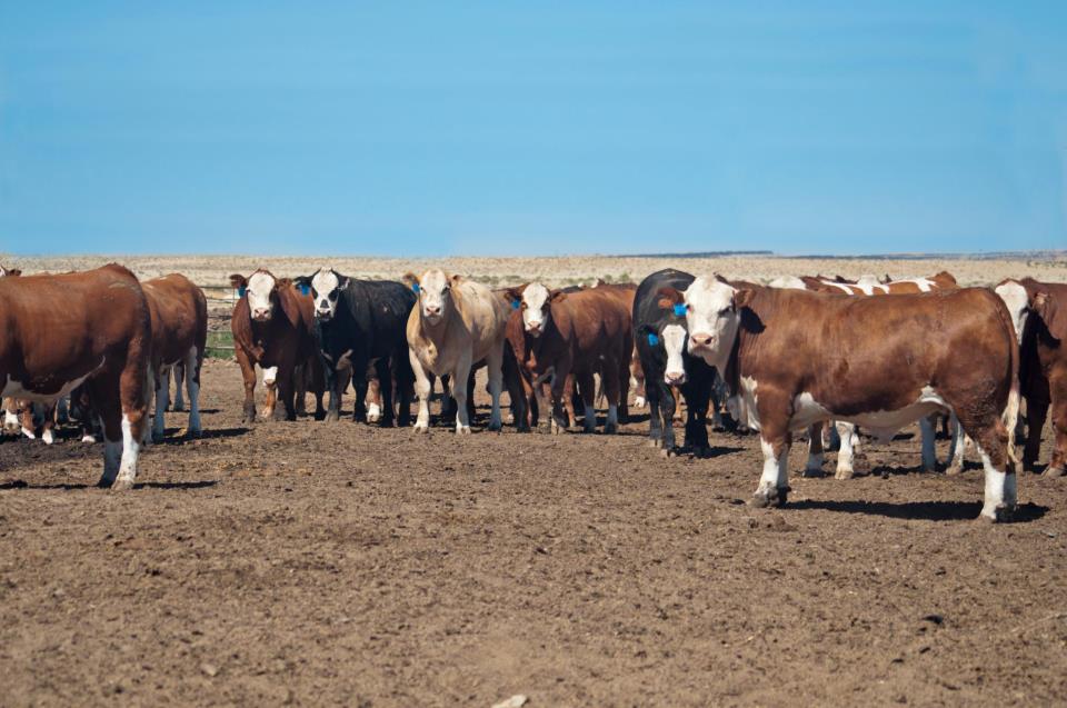 Feedlot