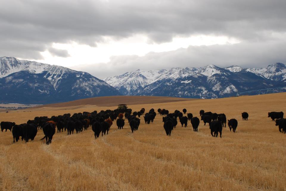 NCBA Coronavirus Update Photo of cows in pasture